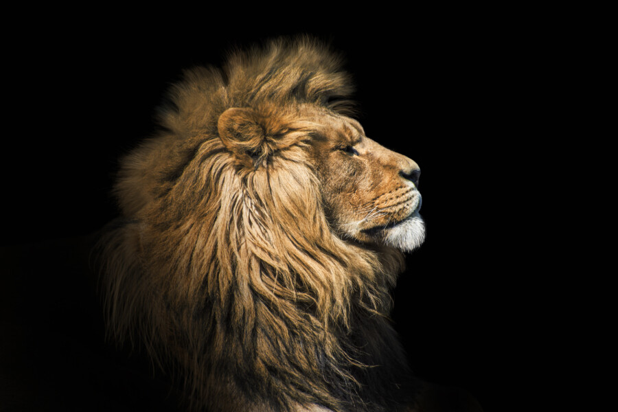 百獣の王、ライオンの横顔をモチーフにしたロゴについて
