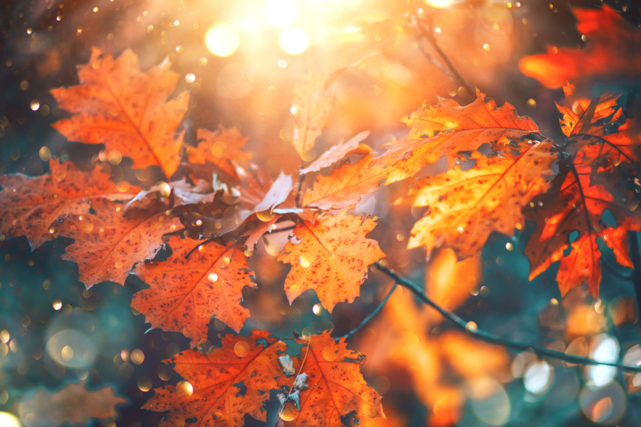 紅葉や銀杏…秋の葉を取り入れたグラフィックデザイン作成例について