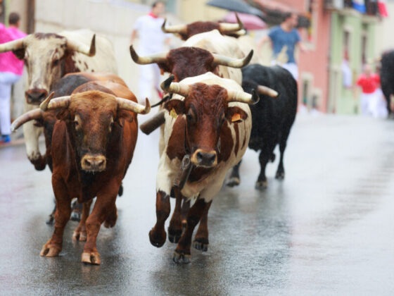 「サン・フェルミン祭」（牛追い祭）イベントのポスターについて